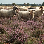 Gescheperde schapen Drenthe - Kudde Drentse heideschapen  op paars bloeiende hei, Albert Kerssies.jpg