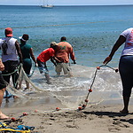 Vissen in familieverband op Sint Eustatius