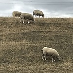 Grasetting met schapen