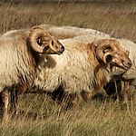 Gescheperde schapen Drenthe -  prachtige rammen van Drentse heideschapen. Albert Kerssies.jpg
