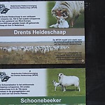  Foto 5, toelichting op de twee oude schapenrassen van Drenthe , bordje aan de kooi. Albert Kerssies..JPG
