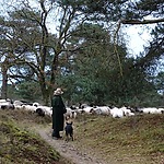  Foto 7, Kudde met herder en hond, ook in de winter de hei op. Albert Kerssies.jpg
