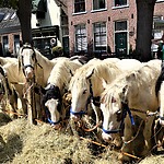 Voorschotense Paardendagen Voorschoten- Paardenmarkt 2